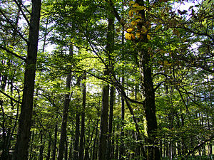 300px-Forest01s2048.jpg